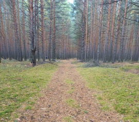 Прирезка лесных участков Кадастровые работы в Луге